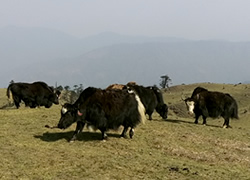 ヒマチーについて